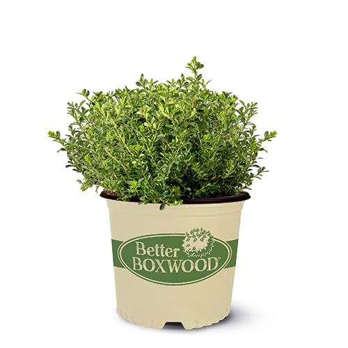Buxus X 'renaissance' - View 26 from www redcrocus com