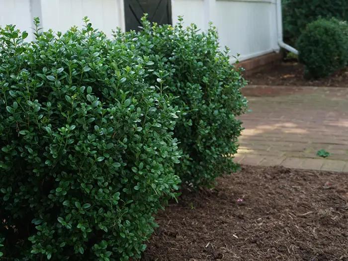 Buxus X 'renaissance' - View 27 from www redcrocus com