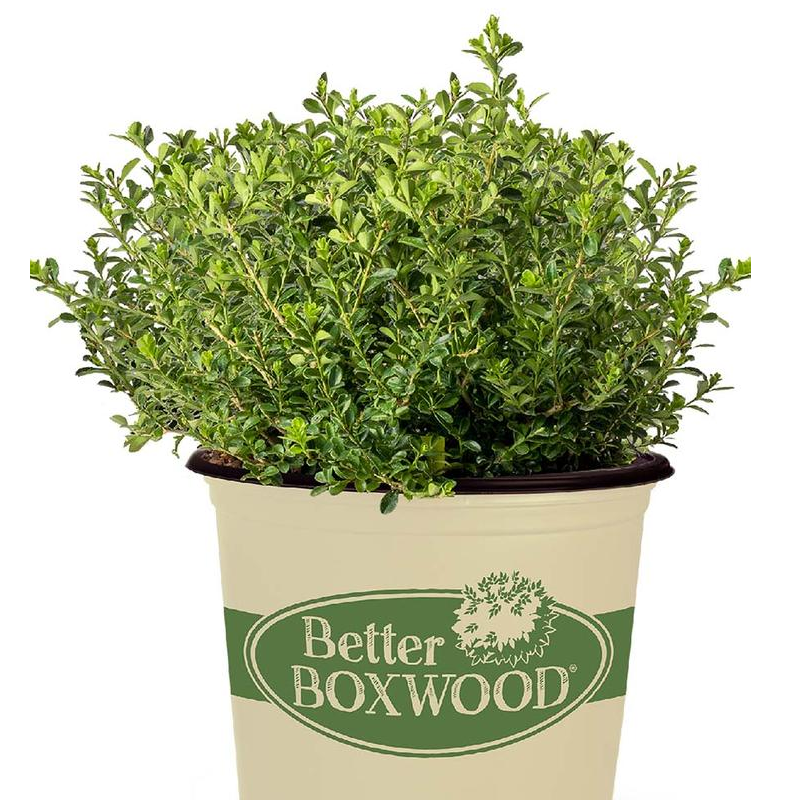 Buxus X 'renaissance' - View 28 from www redcrocus com