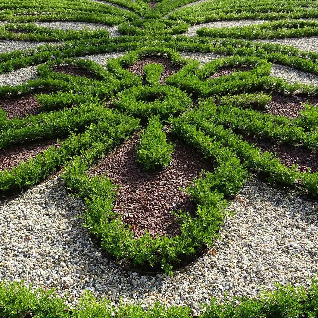 Buxus X 'renaissance' - View 29 from www redcrocus com