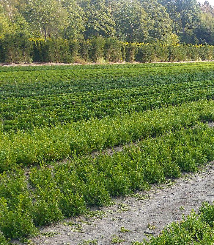 Buxus X 'renaissance' - View 2 from www redcrocus com