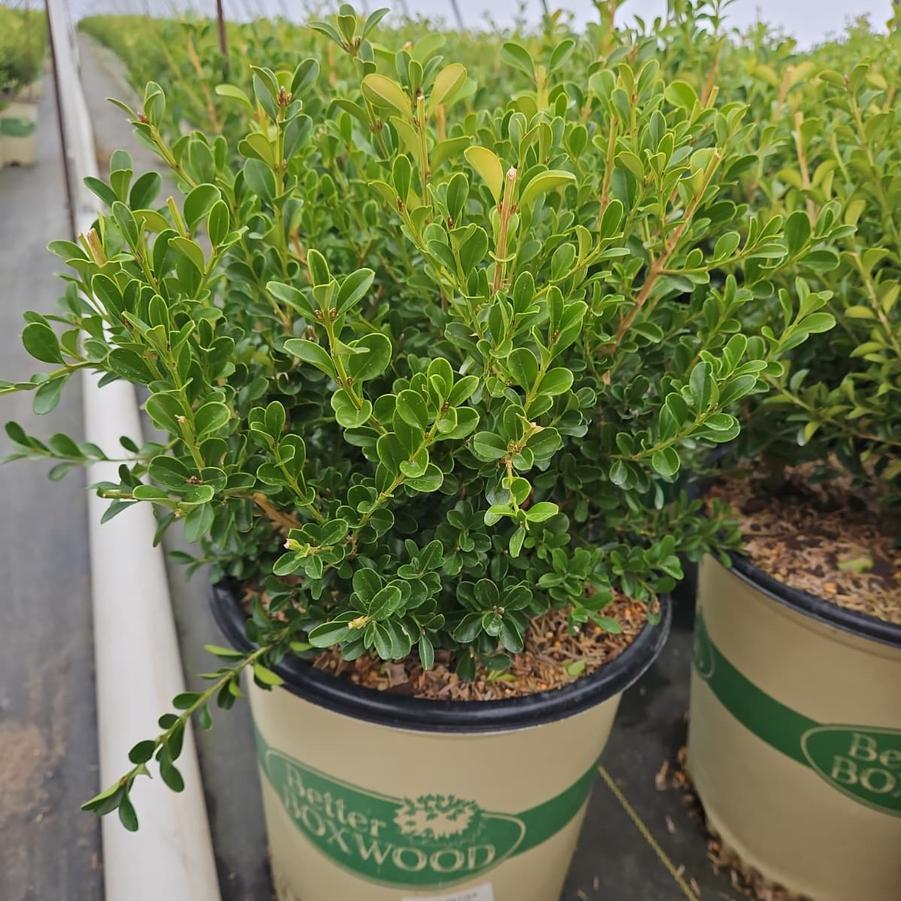 Buxus X 'renaissance' - View 30 from www redcrocus com