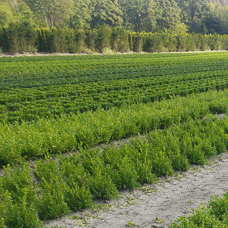 Buxus X 'renaissance' - View 32 from www redcrocus com