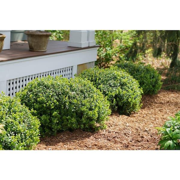 Buxus X 'renaissance' - View 34 from www redcrocus com