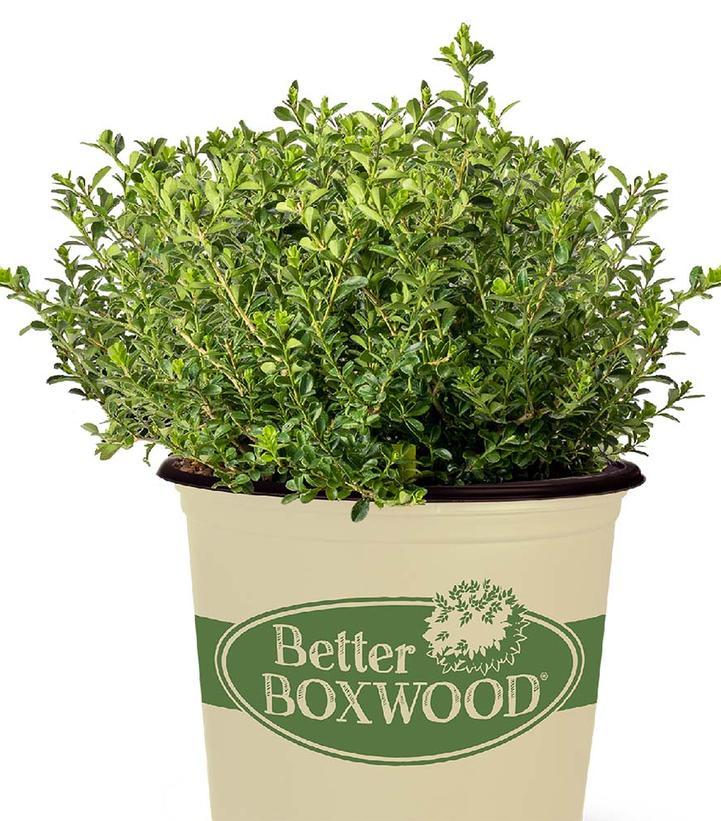 Buxus X 'renaissance' - View 3 from www redcrocus com
