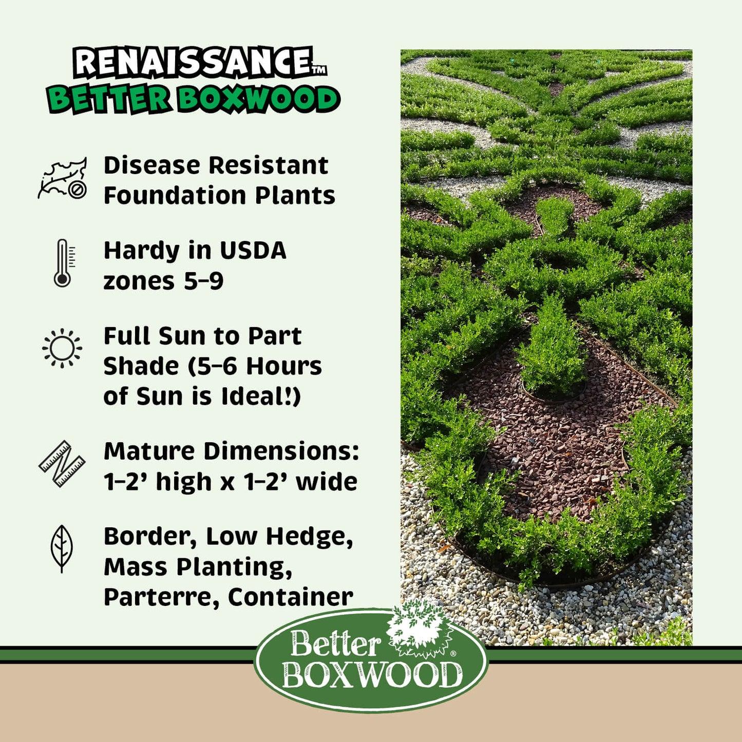Buxus X 'renaissance' - View 4 from www redcrocus com