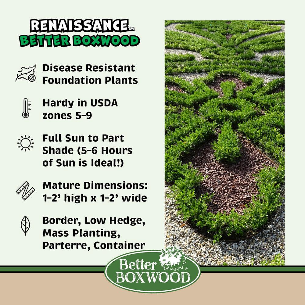 Buxus X 'renaissance' - View 5 from www redcrocus com