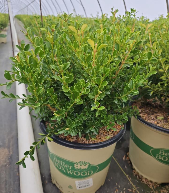 Buxus X 'renaissance' - View 6 from www redcrocus com
