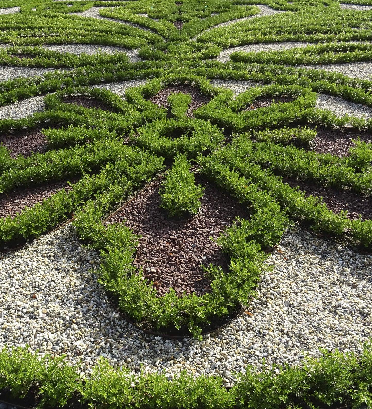 Buxus X 'renaissance' - View 7 from www redcrocus com