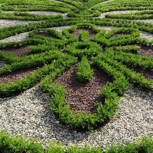 Buxus X 'renaissance' - View 8 from www redcrocus com