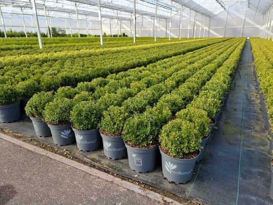 Buxus X 'renaissance' - View 9 from www redcrocus com