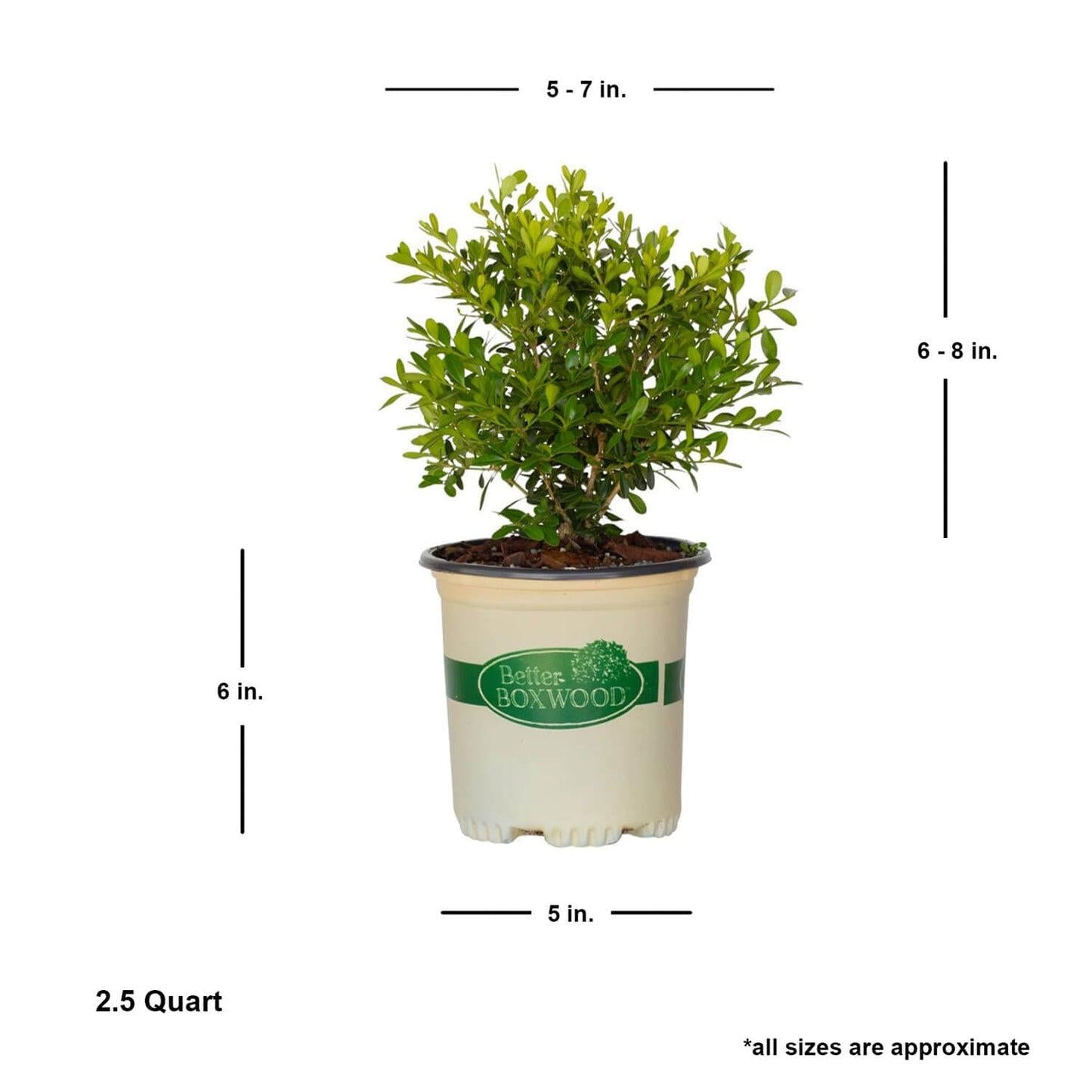 Buxus X 'skylight' - View 10 from www redcrocus com