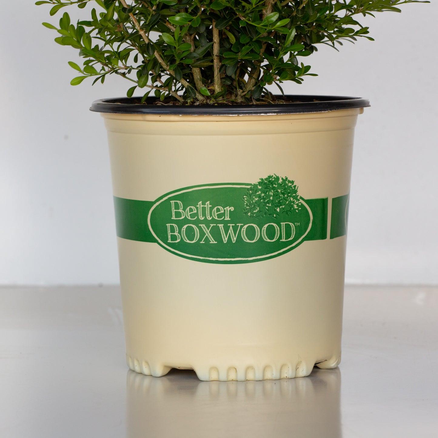 Buxus X 'skylight' - View 11 from www redcrocus com