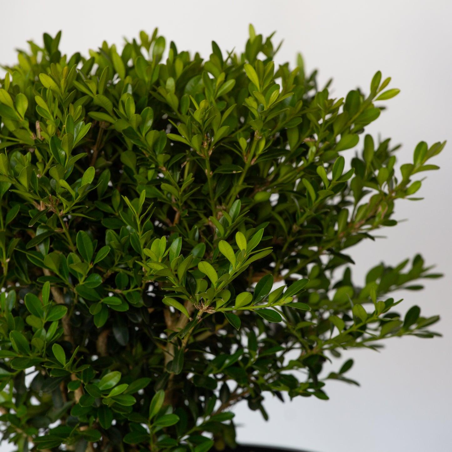 Buxus X 'skylight' - View 13 from www redcrocus com