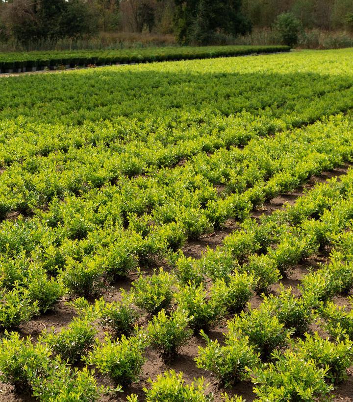 Buxus X 'skylight' - View 14 from www redcrocus com