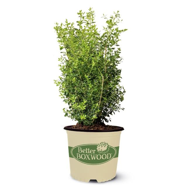Buxus X 'skylight' - View 17 from www redcrocus com