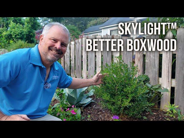 Buxus X 'skylight' - View 18 from www redcrocus com