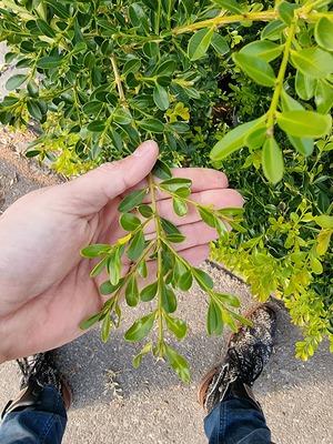 Buxus X 'skylight' - View 19 from www redcrocus com