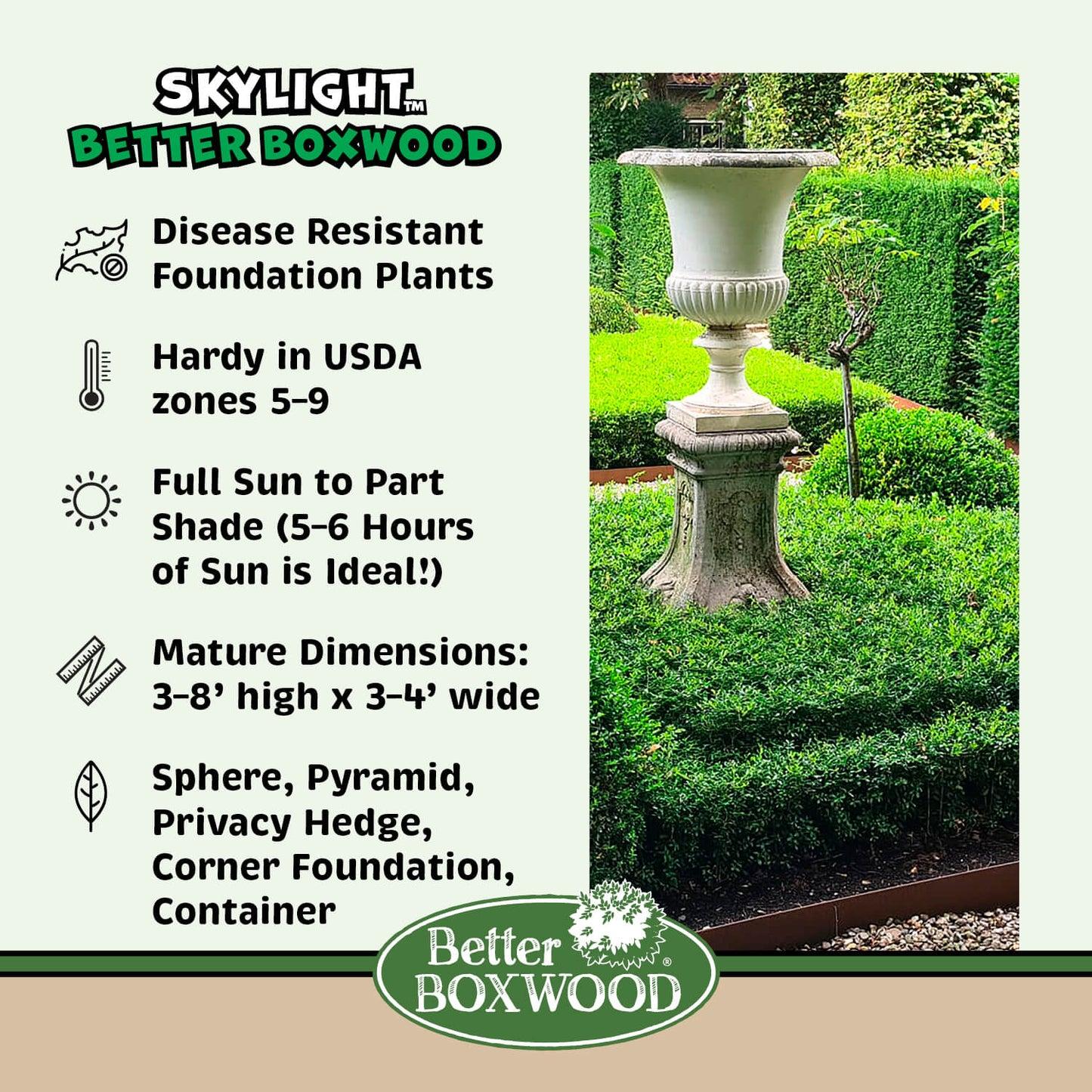 Buxus X 'skylight' - View 1 from www redcrocus com
