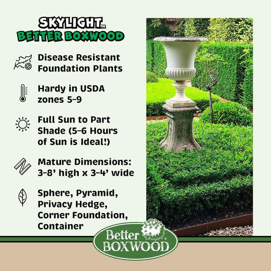 Buxus X 'skylight' - View 1 from www redcrocus com