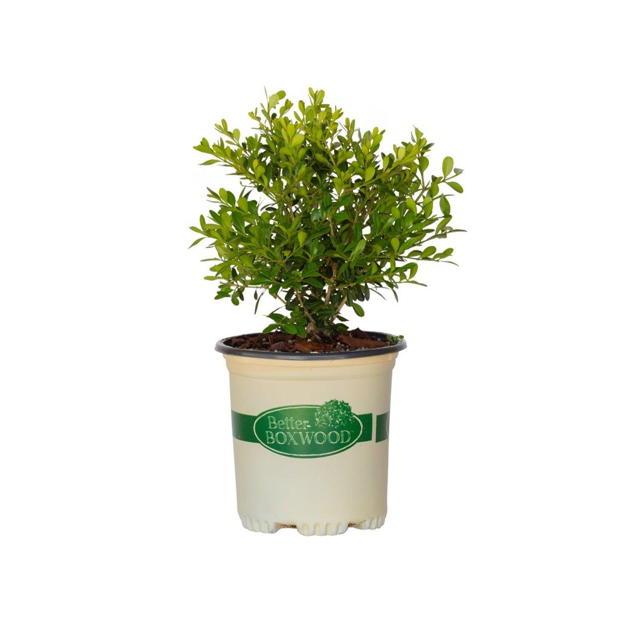 Buxus X 'skylight' - View 22 from www redcrocus com