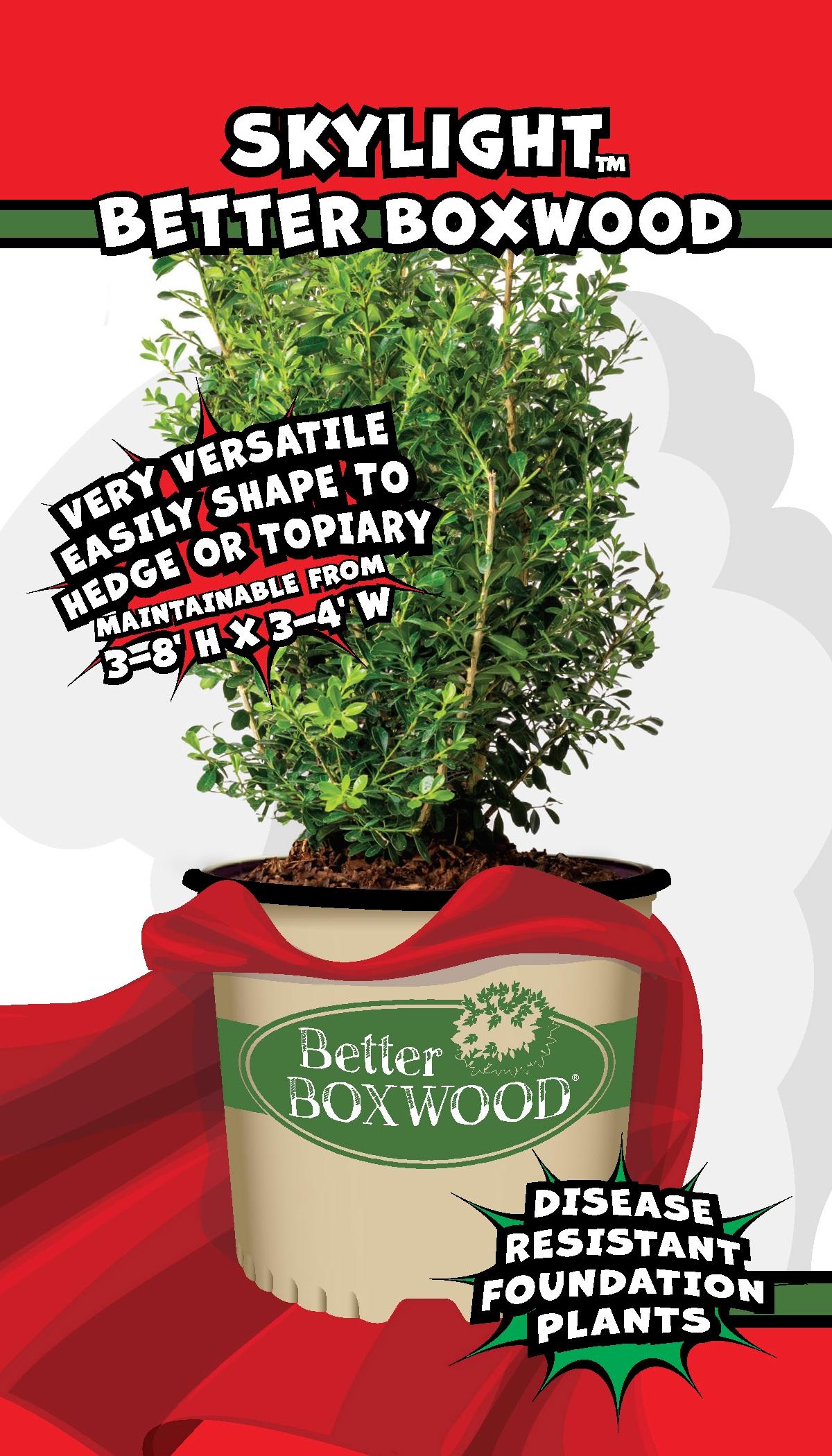 Buxus X 'skylight' - View 24 from www redcrocus com