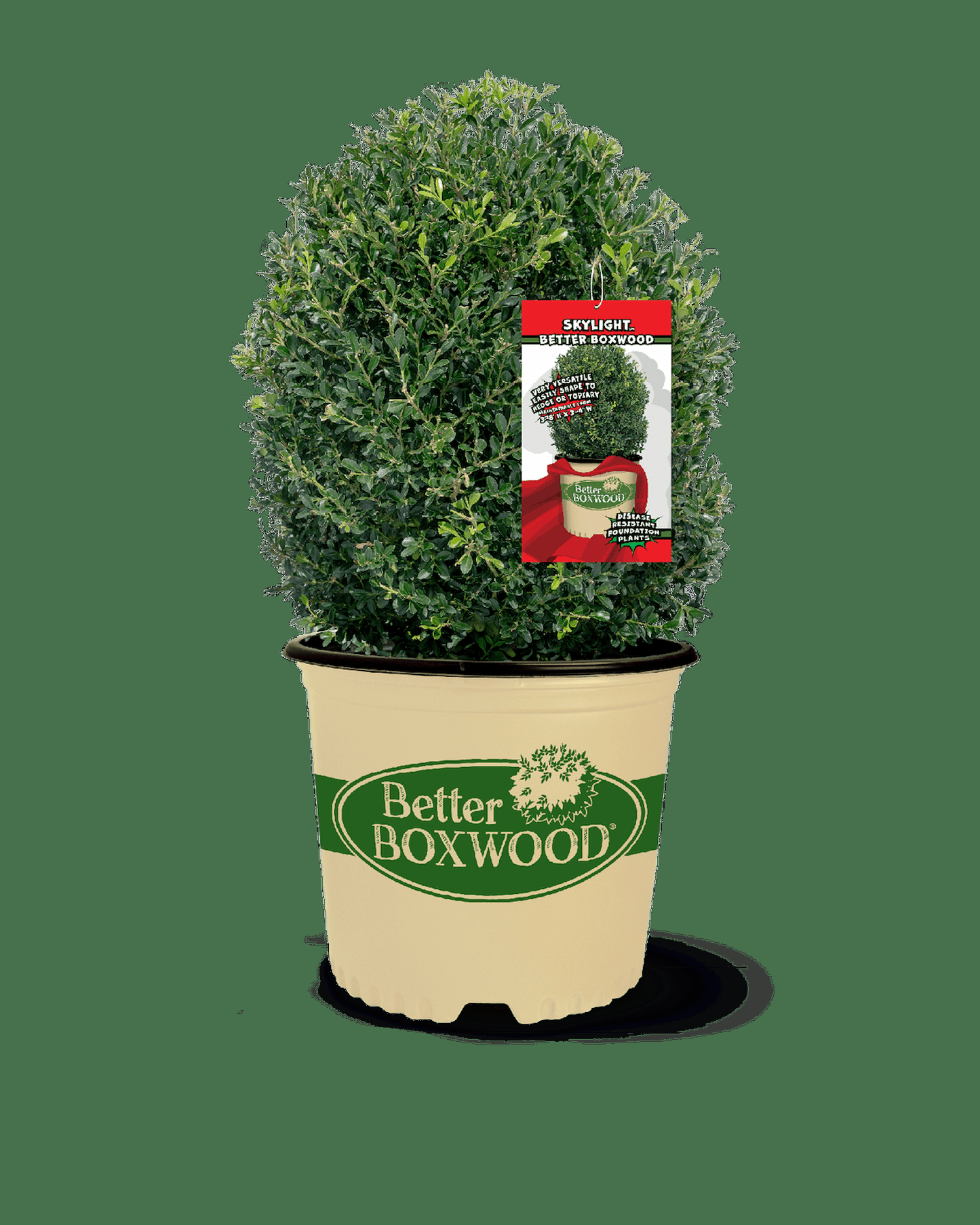 Buxus X 'skylight' - View 25 from www redcrocus com