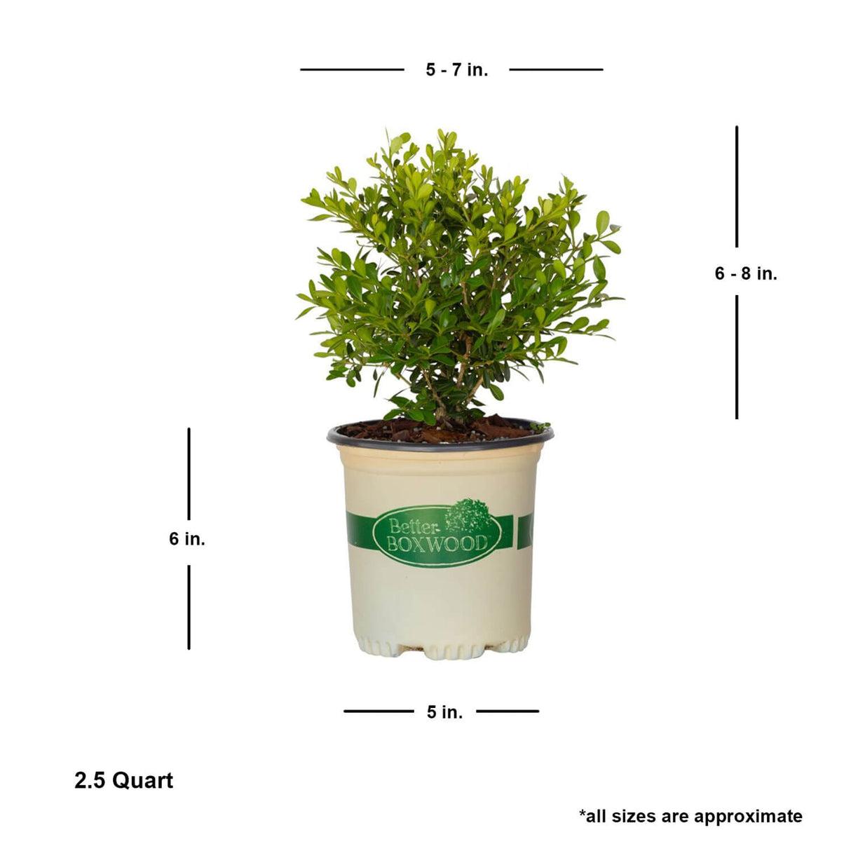 Buxus X 'skylight' - View 28 from www redcrocus com