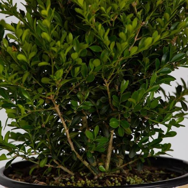 Buxus X 'skylight' - View 29 from www redcrocus com