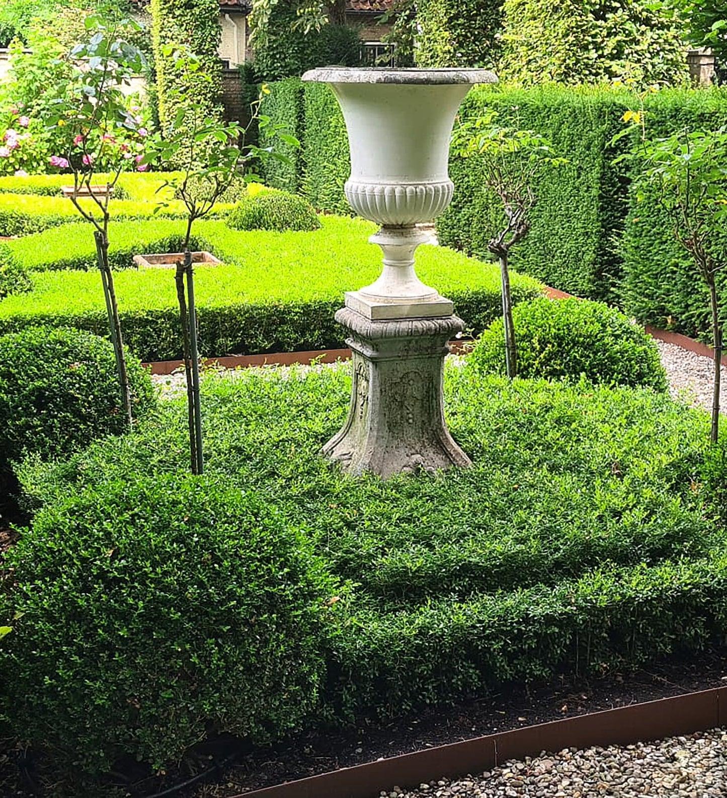 Buxus X 'skylight' - View 2 from www redcrocus com
