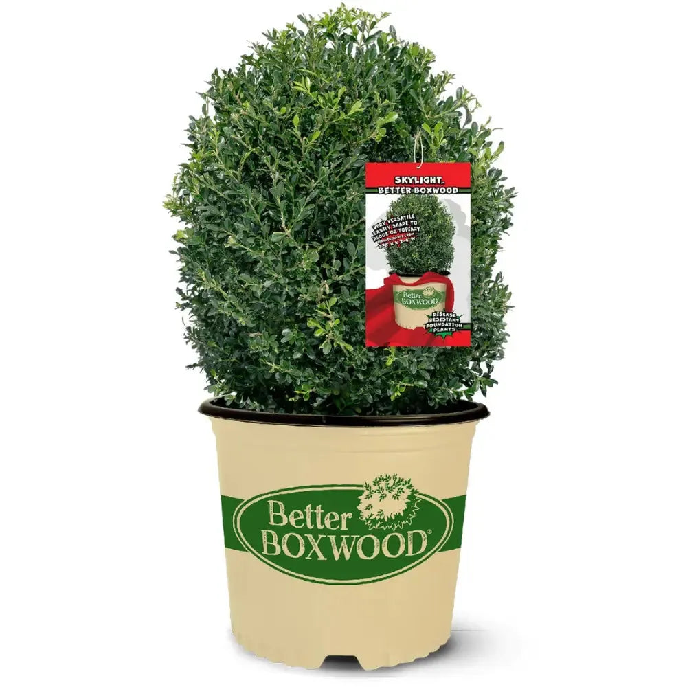 Buxus X 'skylight' - View 30 from www redcrocus com