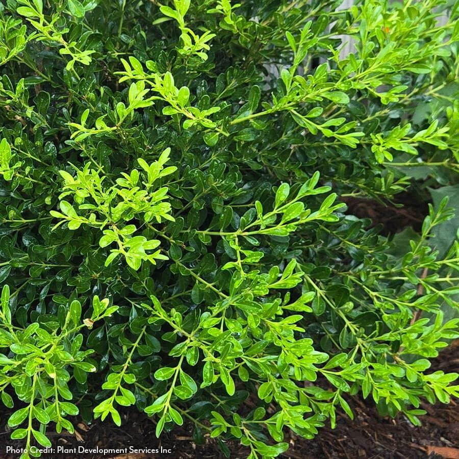Buxus X 'skylight' - View 31 from www redcrocus com
