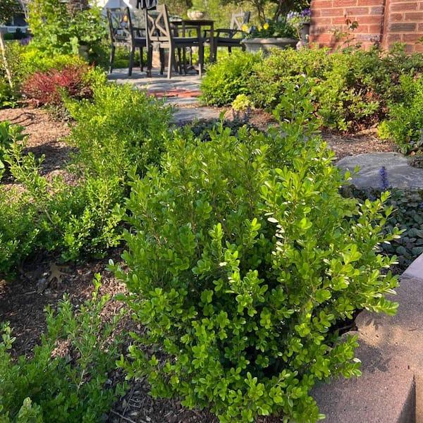 Buxus X 'skylight' - View 32 from www redcrocus com