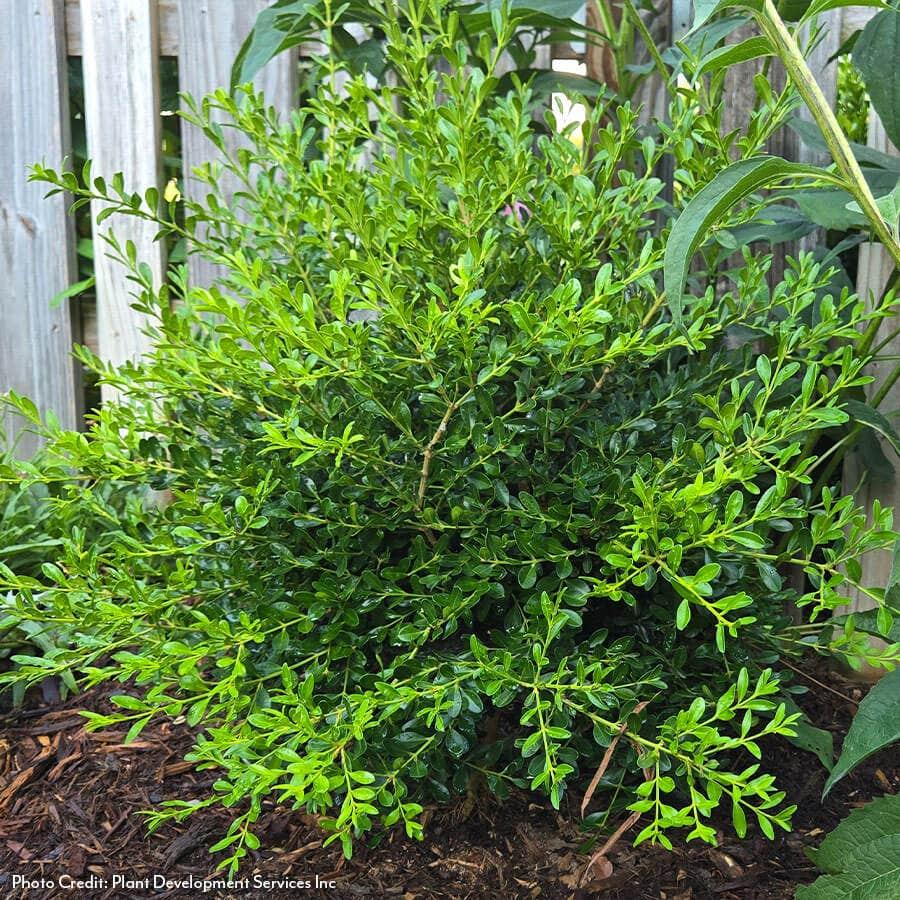 Buxus X 'skylight' - View 3 from www redcrocus com