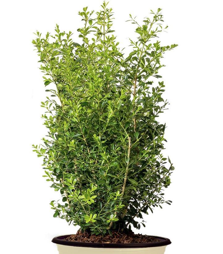 Buxus X 'skylight' - View 4 from www redcrocus com
