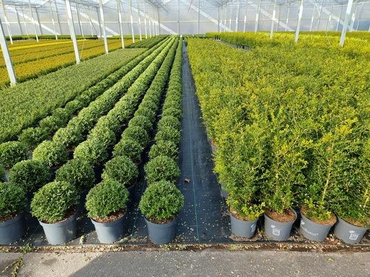 Buxus X 'skylight' - View 5 from www redcrocus com