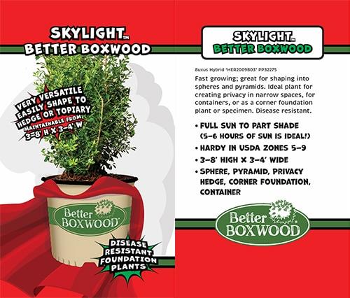 Buxus X 'skylight' - View 6 from www redcrocus com