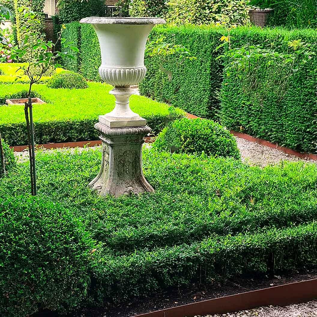 Buxus X 'skylight' - View 7 from www redcrocus com