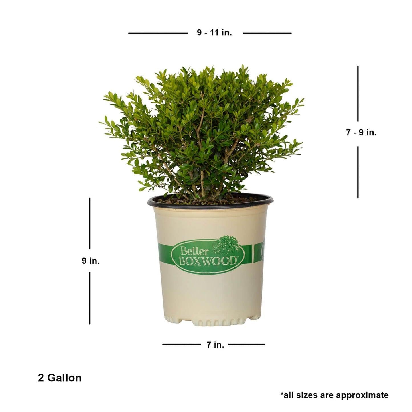 Buxus X 'skylight' - View 9 from www redcrocus com