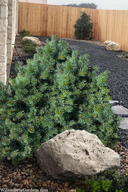 Taxus Media 'vertical Selections' - View 11 from www redcrocus com