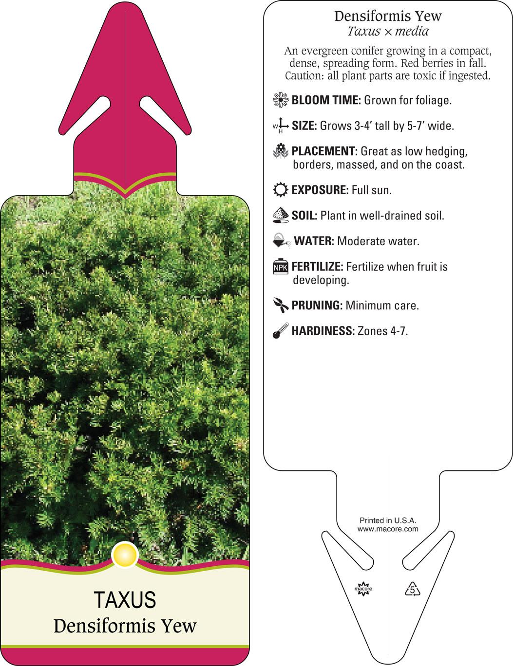 Taxus Media 'vertical Selections' - View 12 from www redcrocus com