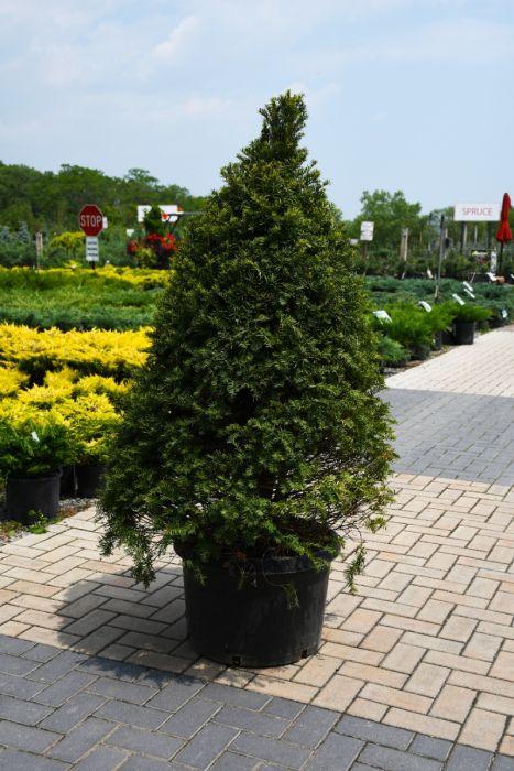Taxus Media 'vertical Selections' - View 15 from www redcrocus com