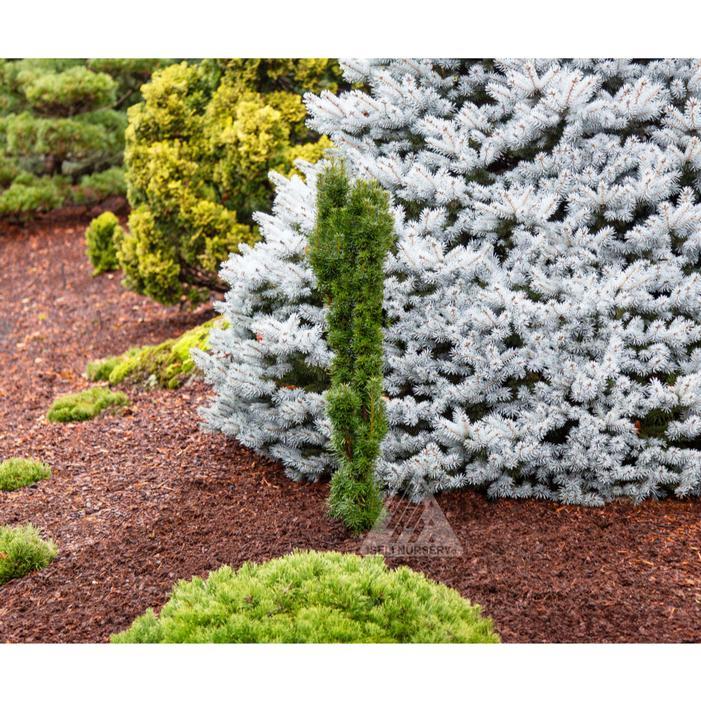 Taxus Media 'vertical Selections' - View 18 from www redcrocus com