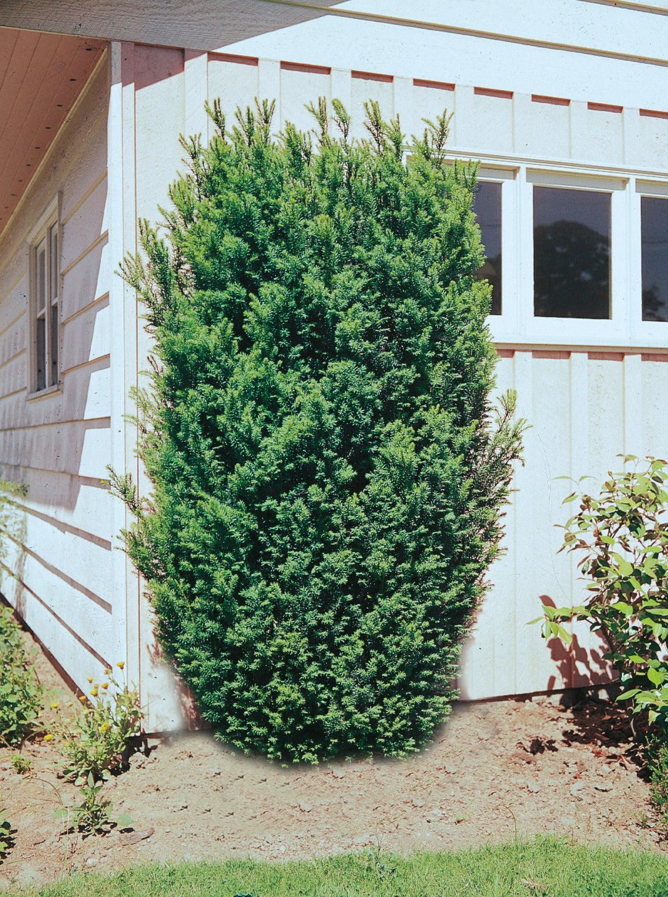 Taxus Media 'vertical Selections' - View 21 from www redcrocus com