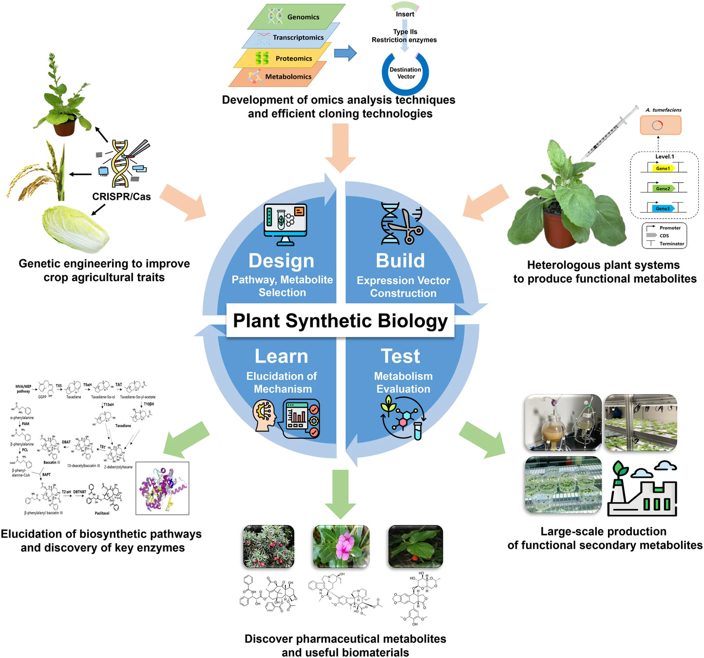 Taxus Media 'vertical Selections' - View 23 from www redcrocus com