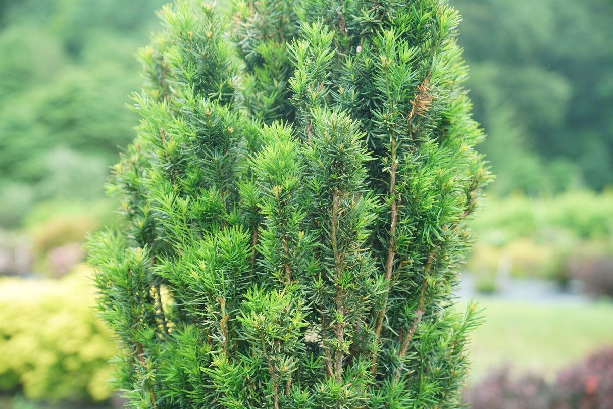 Taxus Media 'vertical Selections' - View 24 from www redcrocus com