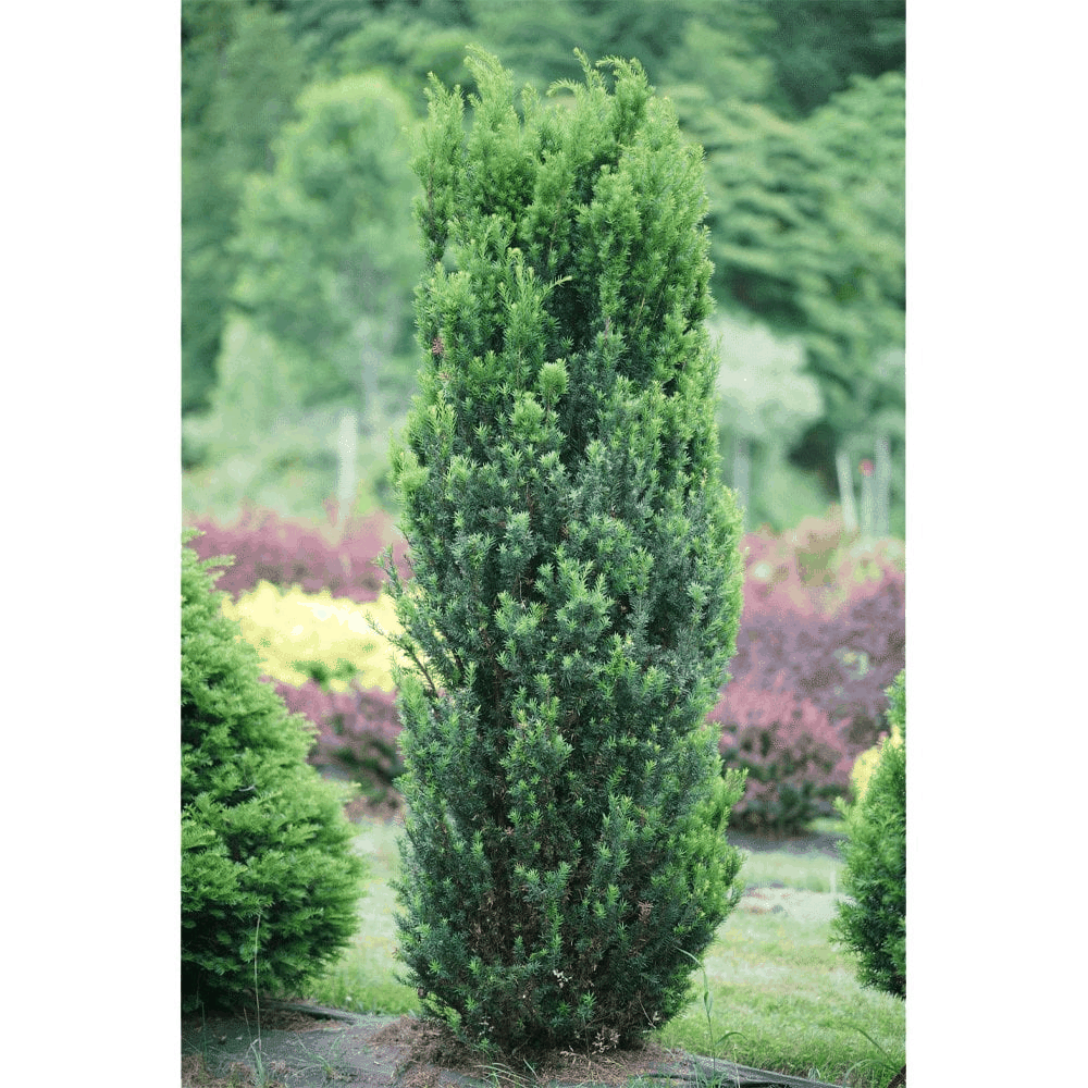Taxus Media 'vertical Selections' - View 25 from www redcrocus com