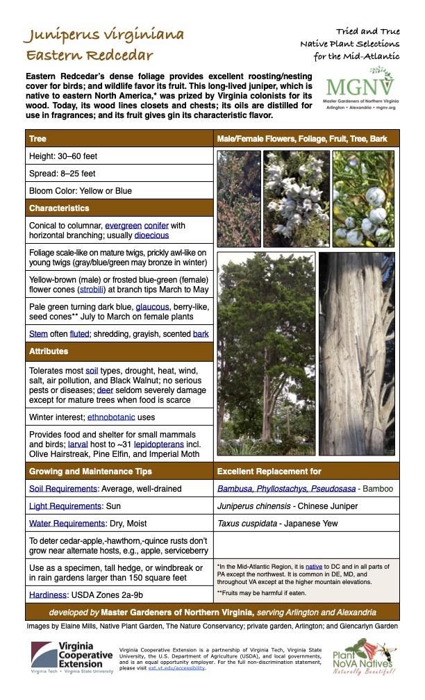 Taxus Media 'vertical Selections' - View 2 from www redcrocus com