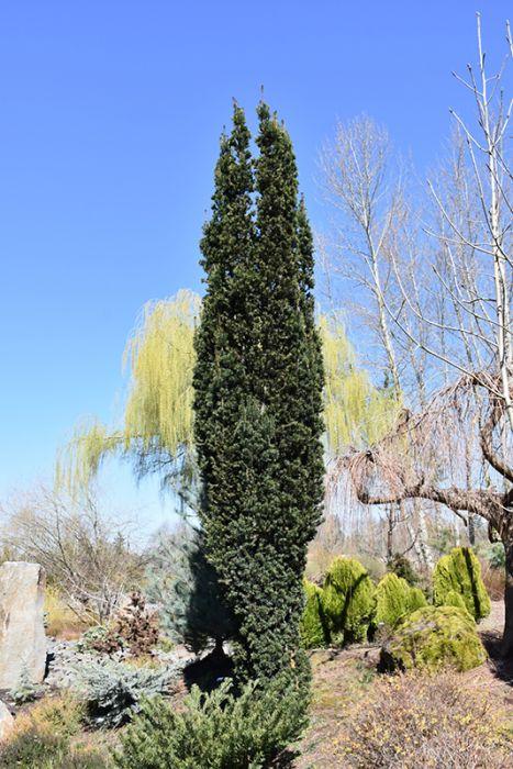 Taxus Media 'vertical Selections' - View 3 from www redcrocus com