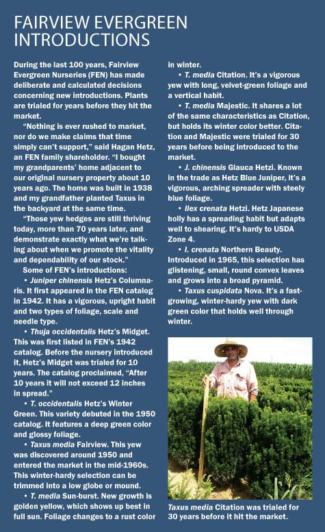 Taxus Media 'vertical Selections' - View 9 from www redcrocus com